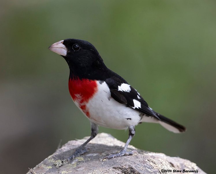 _B248555 rose-breasted grosbeak.jpg